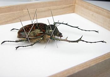 テナガコガネ　標本　3体　紙製標本箱入り テナガコガネ 標本 3体 紙製標本箱入り テナガコガネ 標本 3体 紙製